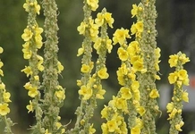 Sığır Kuyruğu Kullanımı ve Faydaları Nelerdir?