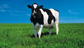 İnek Türleri ve Özellikleri