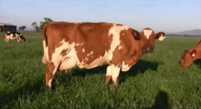 İsveç Kırmızısı Sığırı Türleri ve Özellikleri