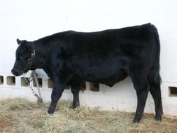 Kara İnek Verim Özellikleri