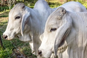 Zebu Sığırı Türleri ve Özellikleri