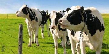 Damızlık Sığır Türleri ve Özellikleri