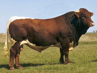 Dekster Sığırı Türleri ve Özellikleri