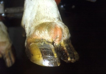 İnek Ayak Hastalıkları Nelerdir?