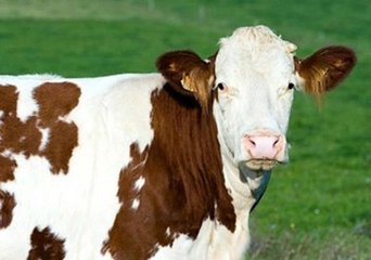 Montbeliard Sığırı Türleri ve Özellikleri