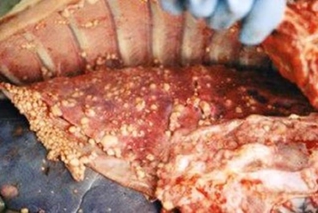 Sığır Tüberkülozu Belirtileri ve Tedavisi