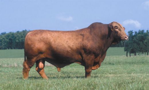 Brangus Sığırı